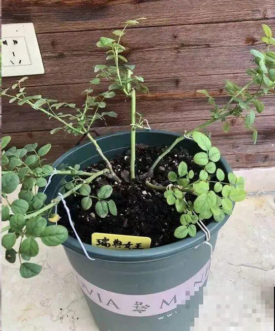 月季秋天这么养,长得快,狂冒芽,开花直到冬天! 月季秋天这么养,长得快,狂冒芽,开花直到冬天!