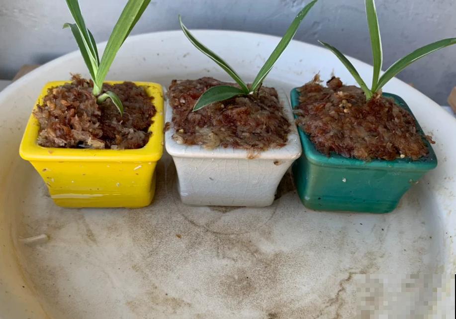 千篇一律？在家养盆白鹭草，花友全得来围观！