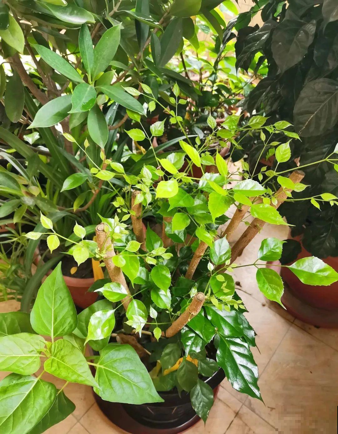 幸福树长太高，拦腰砍1刀，效果竟然这么好！