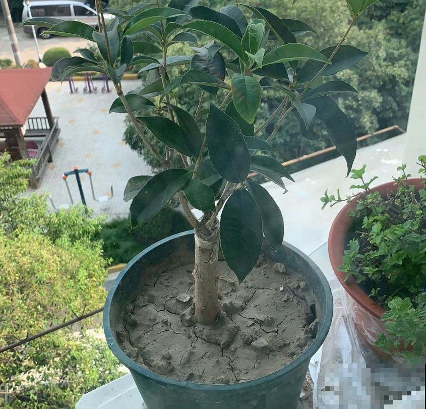 秋天修剪要慎重,这4种花不能随便剪,剪了就后悔! 秋天修剪要慎重,这4种花不能随便剪,剪了就后悔!