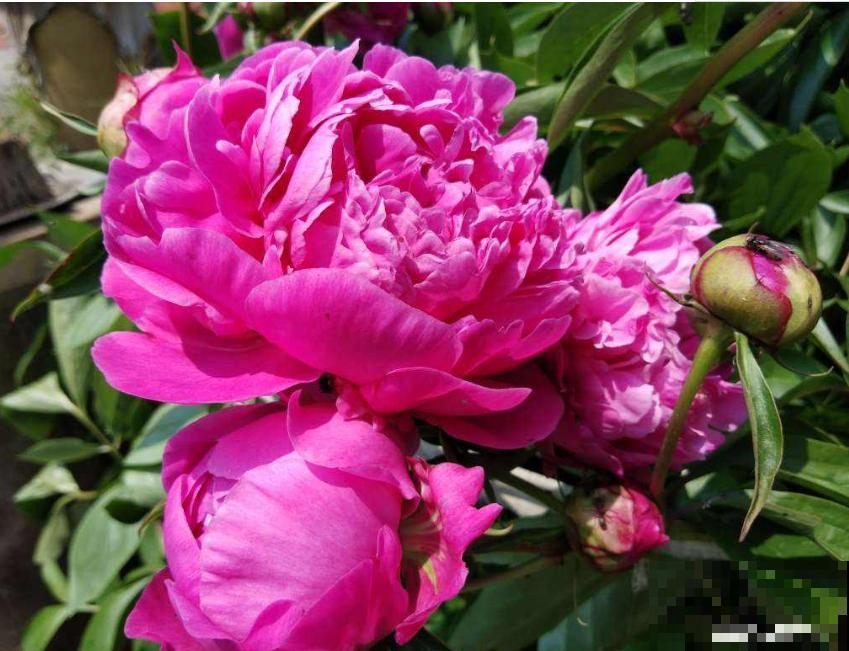 最适合各个地方养的花，快看你的家乡，适合养哪些花！