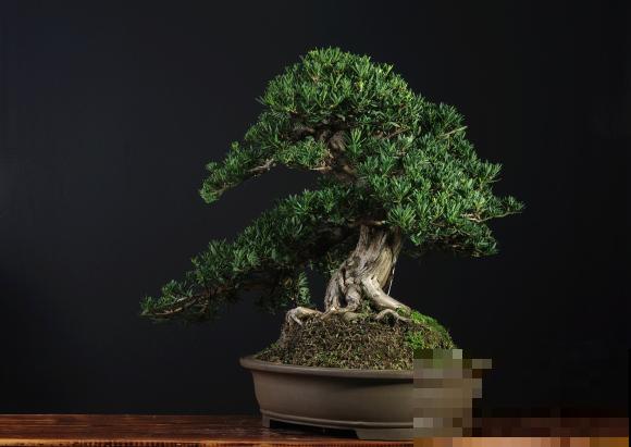 惊艳的6大盆景造型,中国植物艺术的巅峰,收藏起来! 惊艳的6大盆景造型,中国植物艺术的巅峰,收藏起来!