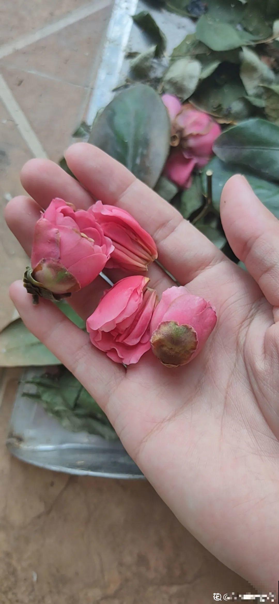 大家都爱养的花，其实只能秋天种，错过季节养不活！