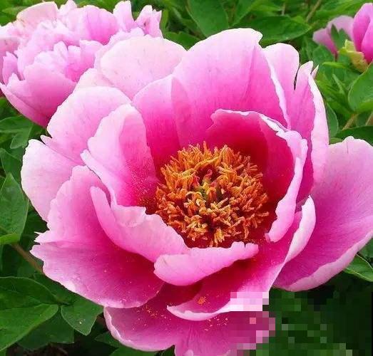 看惯了小花朵,养这5种花,开花大气惹人爱! 看惯了小花朵,养这5种花,开花大气惹人爱!