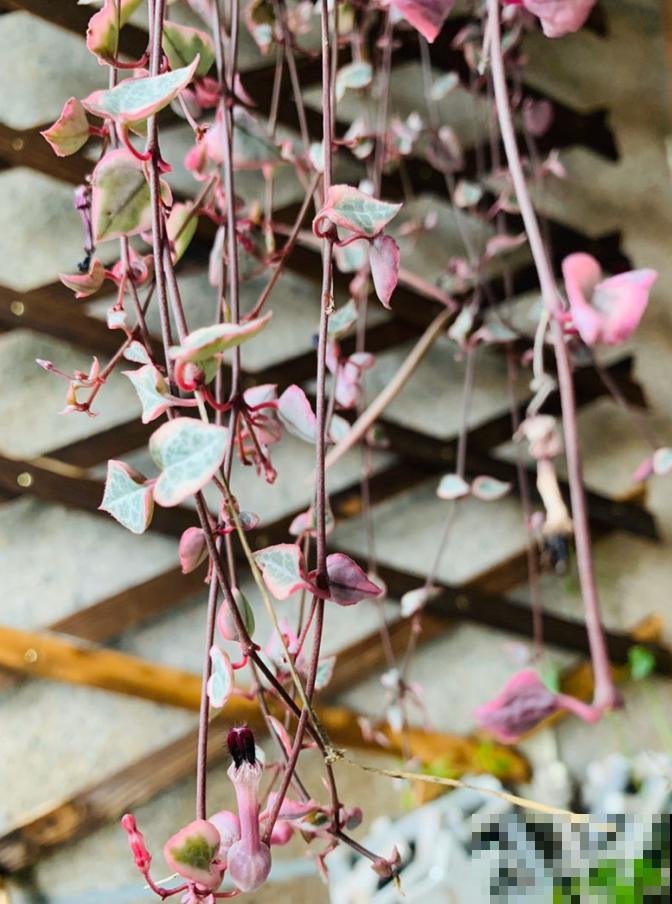 5种多肉，吊起来养，长成一面瀑布太霸气！