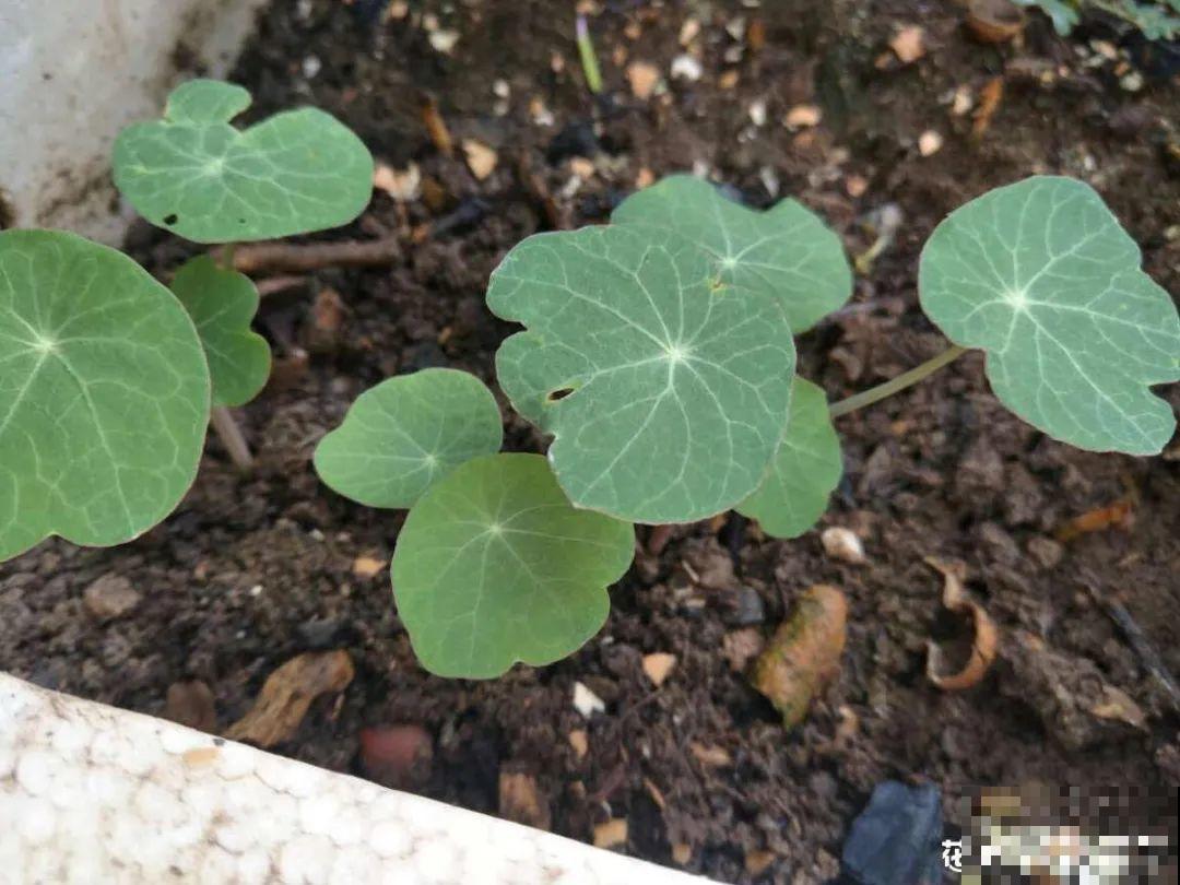 立秋后养花,8个注意事项,把花养的像白菜! 立秋后养花,8个注意事项,把花养的像白菜!