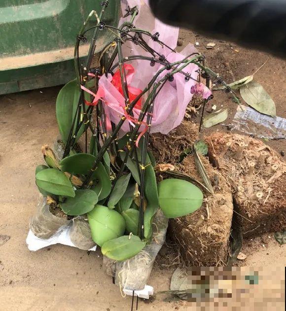 路边也能捡到“宝”,回家养一养,开成宝贝花! 路边也能捡到“宝”,回家养一养,开成宝贝花!