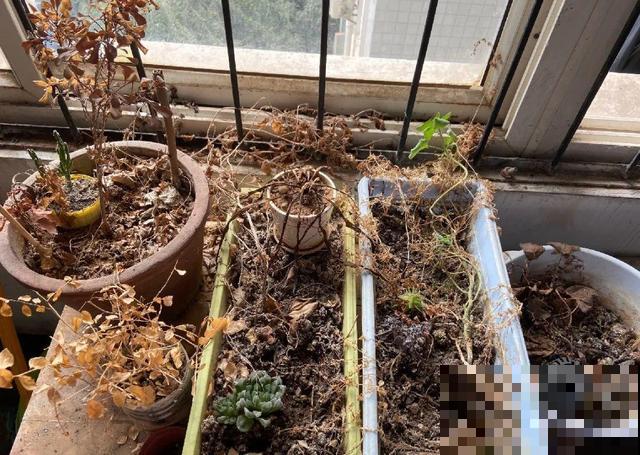 4种养花夺命水，秋天不要浇，一浇花就死！