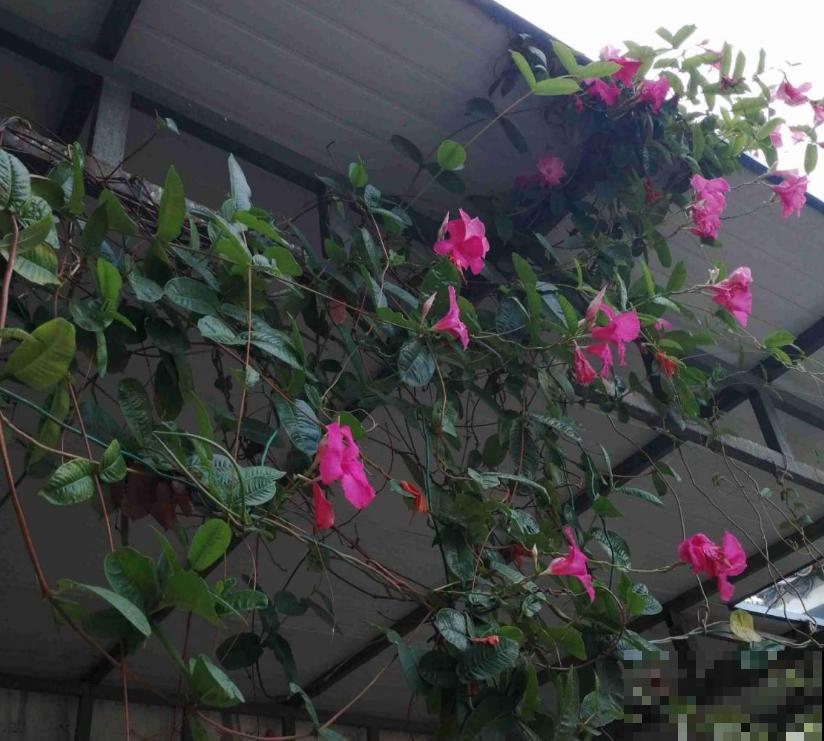 “开花机器”双腺藤,好看还爱爬墙,一年四季开花不停! “开花机器”双腺藤,好看还爱爬墙,一年四季开花不停!