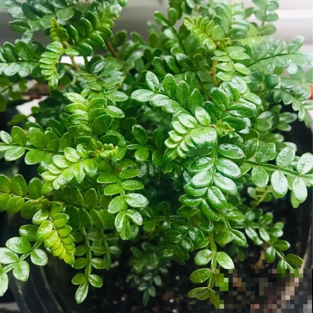 看图猜花名，100道题，测你的养花天分！