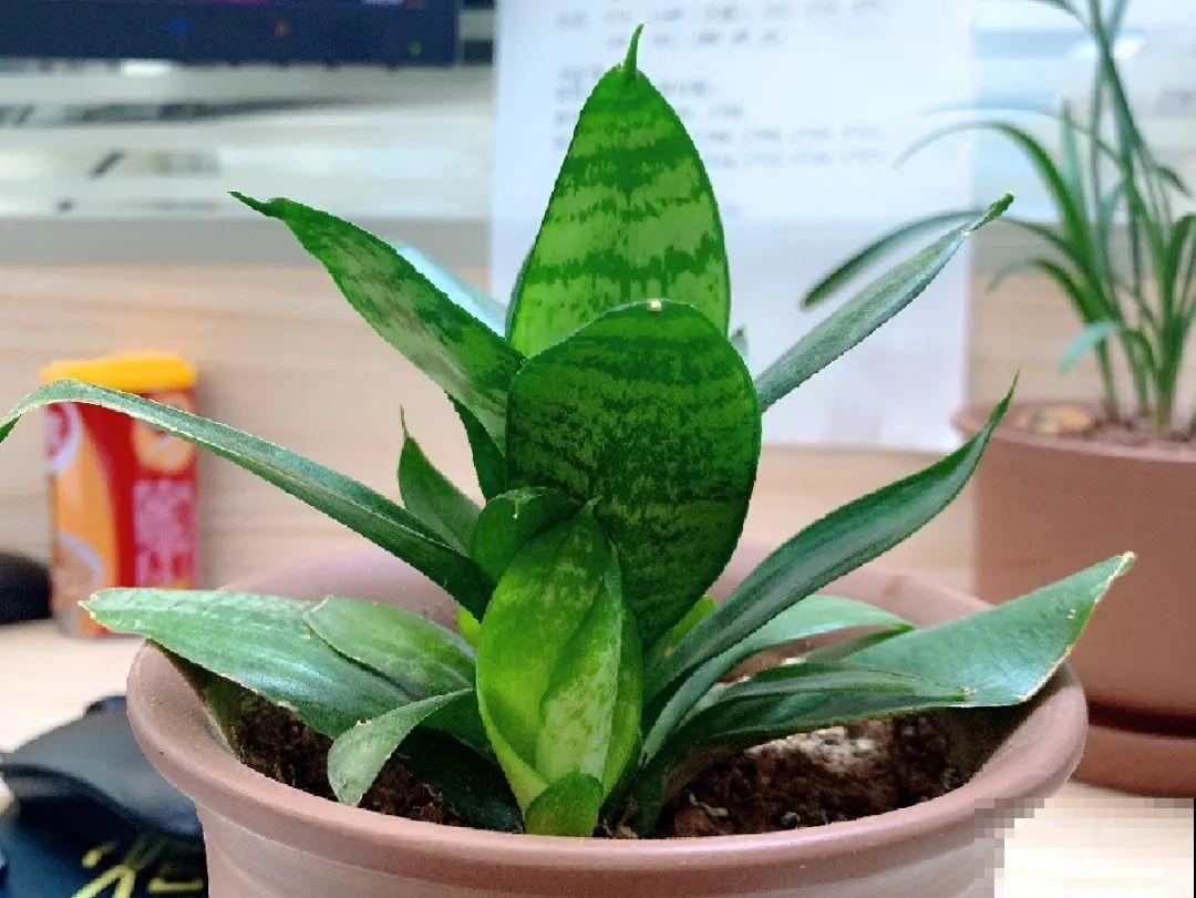 龟背竹是“吸废气”高手，家里放一盆，门窗紧闭也能空气清新！