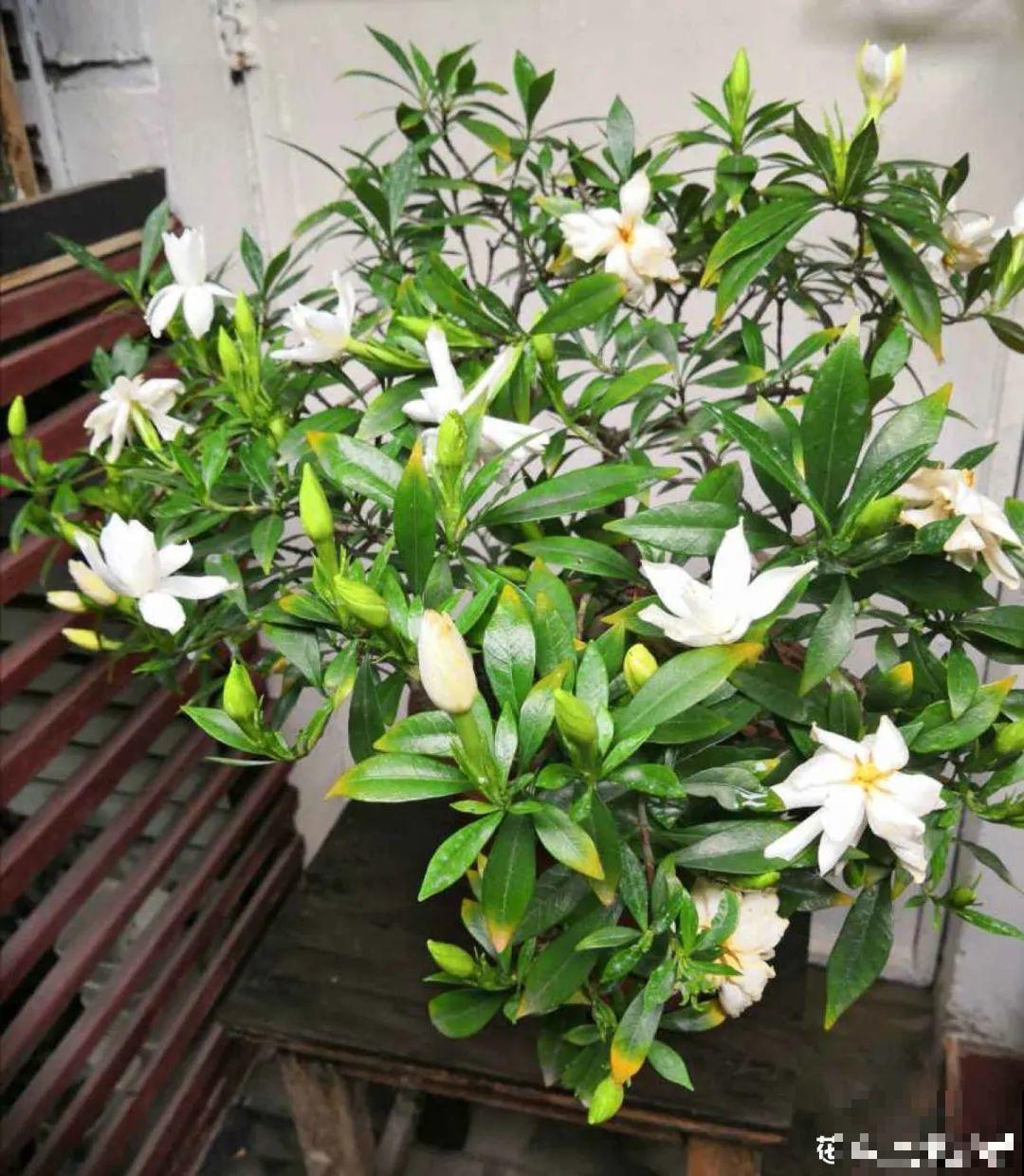 扦插有啥难？1根吸管，插活6盆花，太简单了！