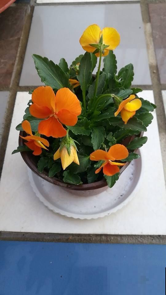 三色堇能开3种颜色,开花就像小蝴蝶,能开一秋天 三色堇能开3种颜色,开花就像小蝴蝶,能开一秋天