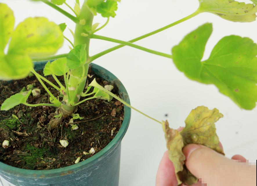 天竺葵太能开,一年能开大半年,花多还易爆盆! 天竺葵太能开,一年能开大半年,花多还易爆盆!