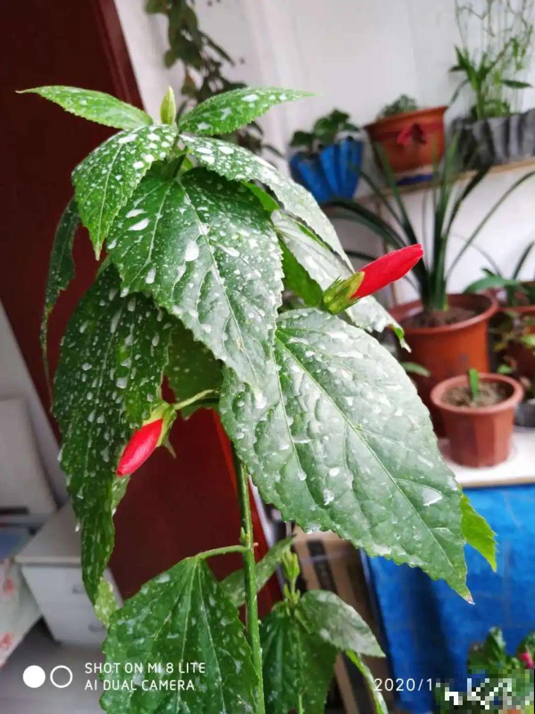 秋天虫子泛滥，不注意预防，家里的花都遭殃！