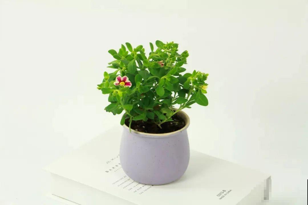 精致小草花，挂起来养，能开成花瀑布！