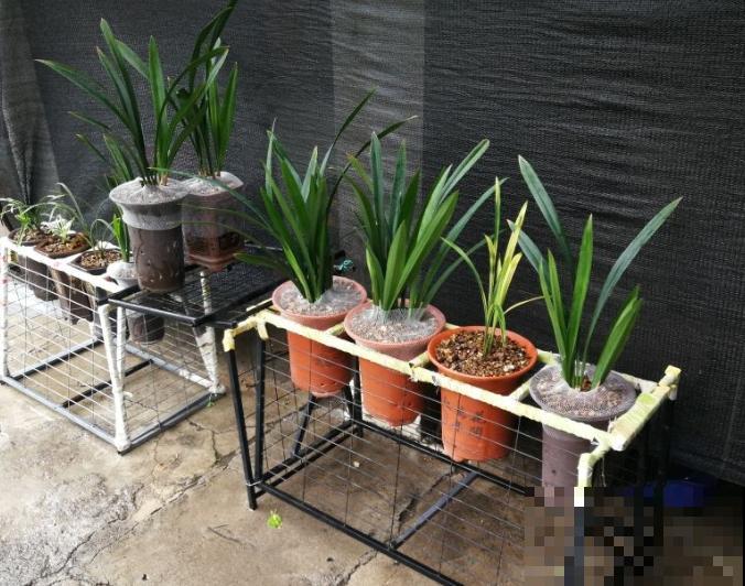 马上处暑了,这5种花最怕闷,别再浇水了! 马上处暑了,这5种花最怕闷,别再浇水了!