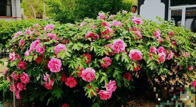 407岁古树，熊孩子玩火烧坏，只剩树皮还能活？