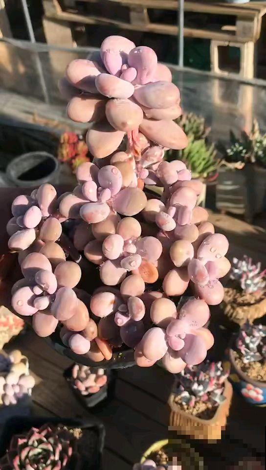 秋天养桃蛋,多晒太阳少浇水,长成胖乎乎的肉墩子 秋天养桃蛋,多晒太阳少浇水,长成胖乎乎的肉墩子