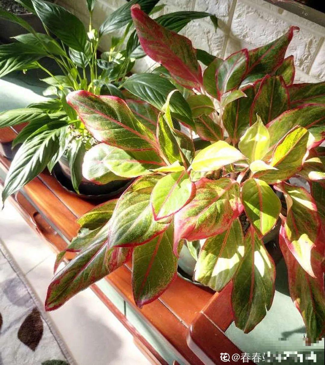 立秋后养花,8个注意事项,把花养的像白菜! 立秋后养花,8个注意事项,把花养的像白菜!