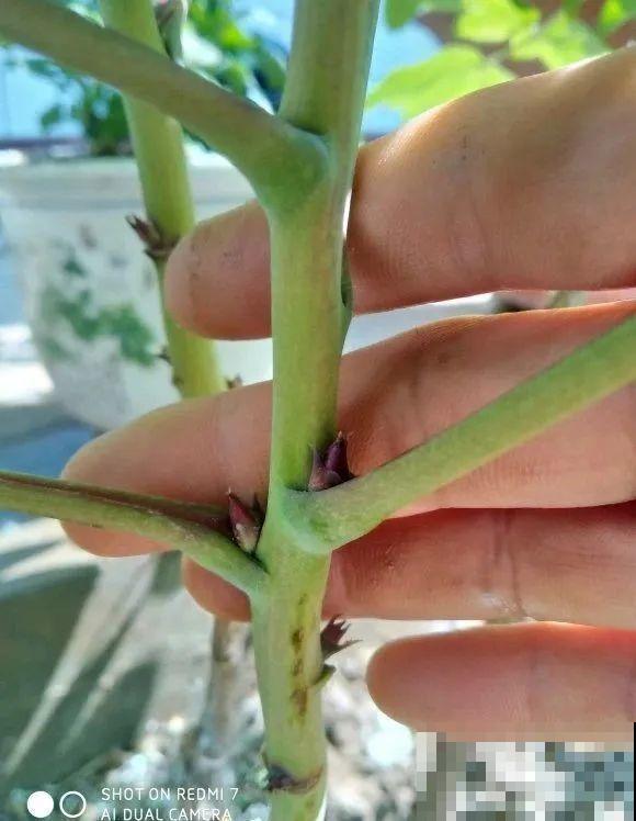 下个月开始，这10种花不能剪，剪了没花看，白养大半年！