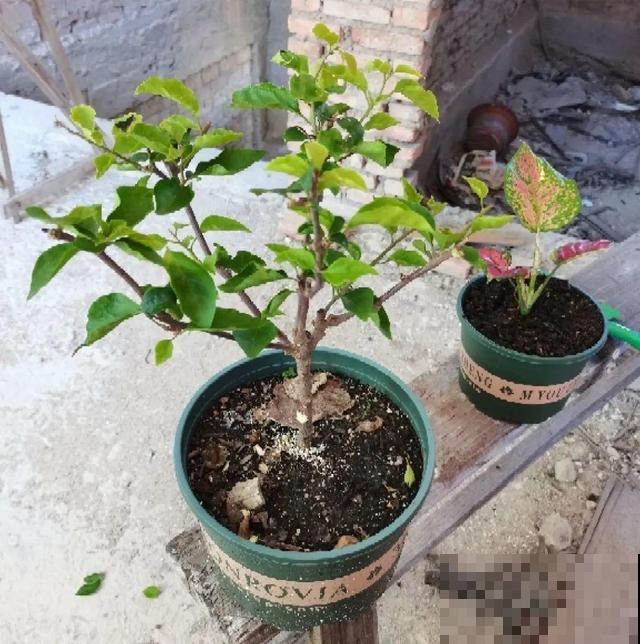 20种花,天凉了赶紧剪,来年开花有多又艳! 20种花,天凉了赶紧剪,来年开花有多又艳!