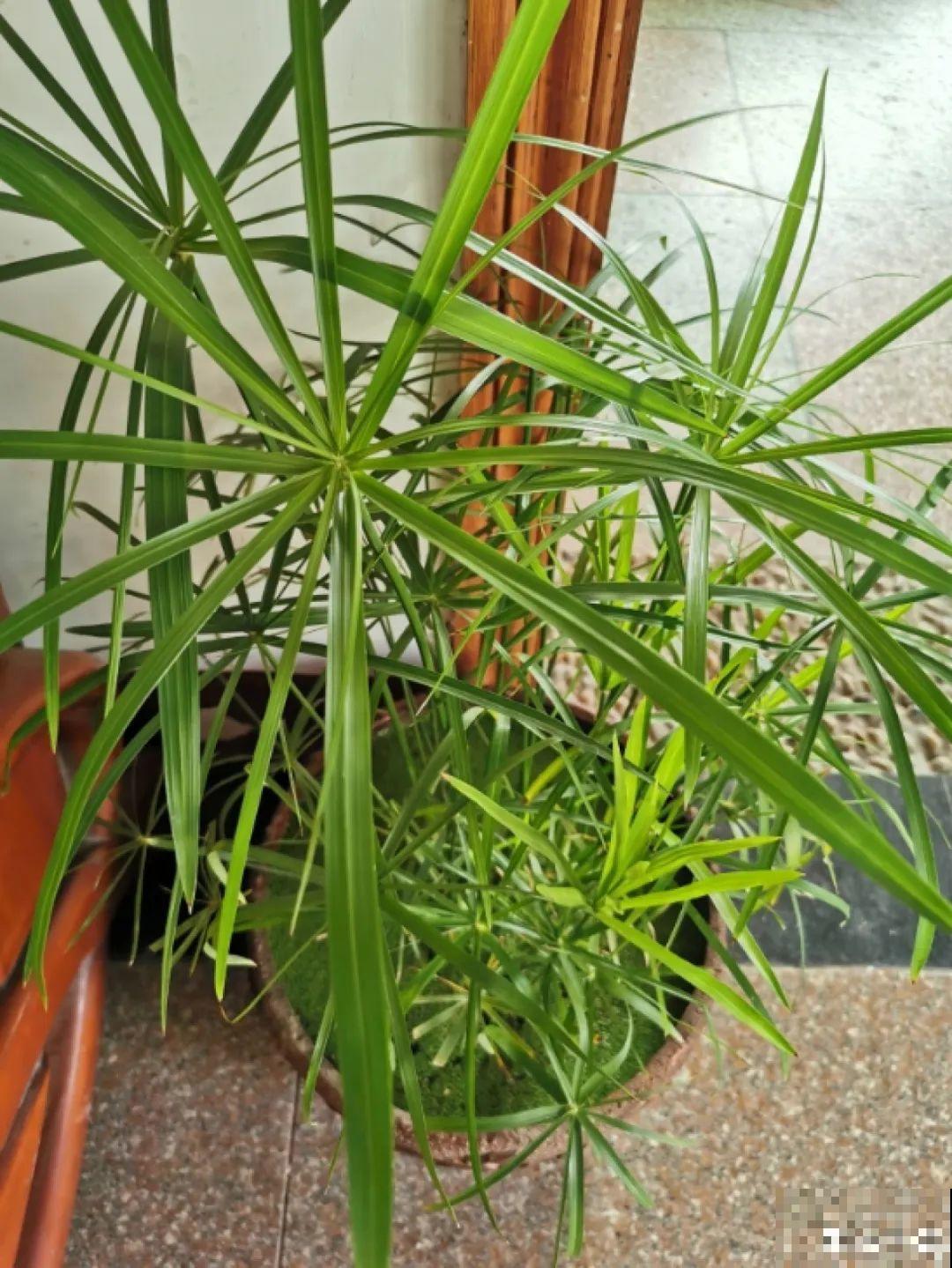 现在养风雨兰,大雨一淋,花开爆盆! 现在养风雨兰,大雨一淋,花开爆盆!