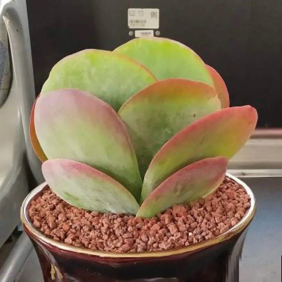 看图猜花名，100道题，测你的养花天分！