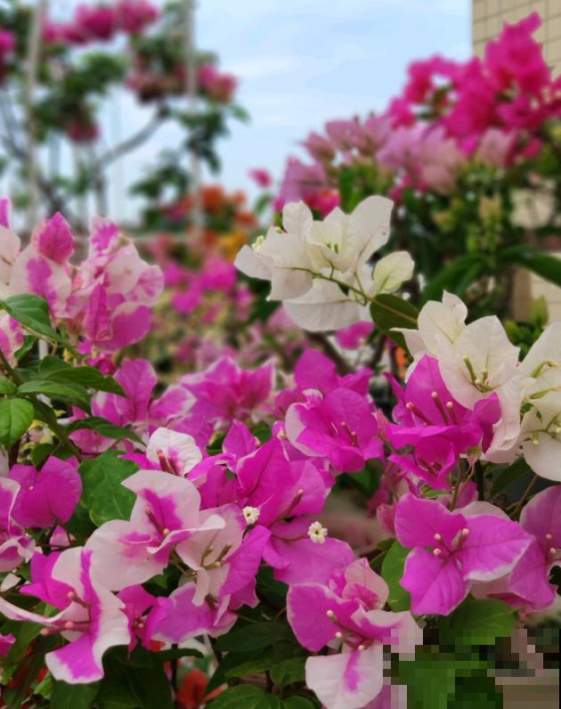 20平的小楼顶，养了100多盆三角梅，花团锦簇美不胜收！