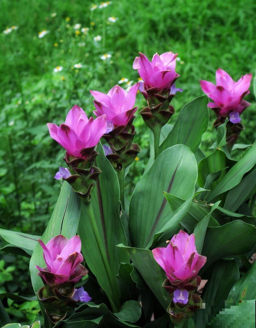 秋季养花大合集，30种花，你想要的我全有！