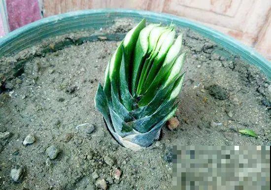 现在开始，这10种花不能剪，剪了开花难！