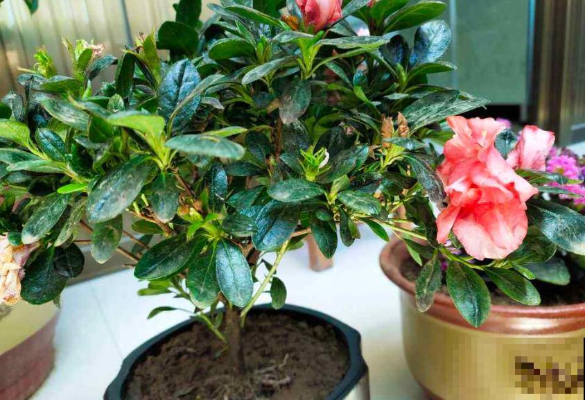 马上处暑了,这5种花最怕闷,别再浇水了! 马上处暑了,这5种花最怕闷,别再浇水了!