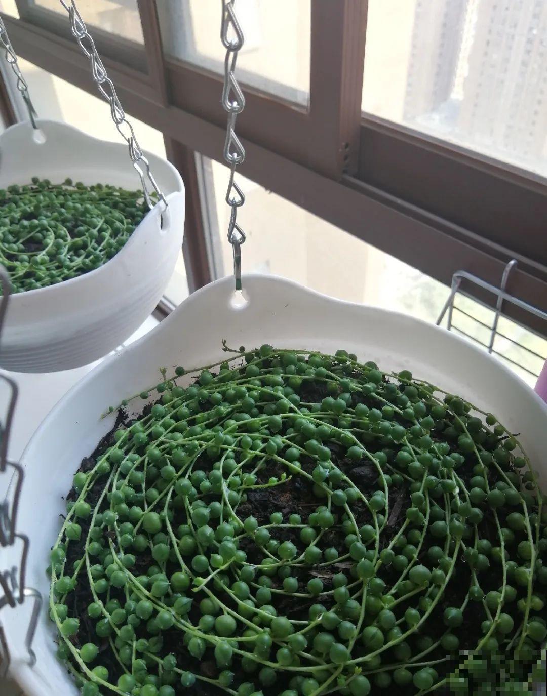 扦插这些花,只需摘几片叶子,生根太容易! 扦插这些花,只需摘几片叶子,生根太容易!