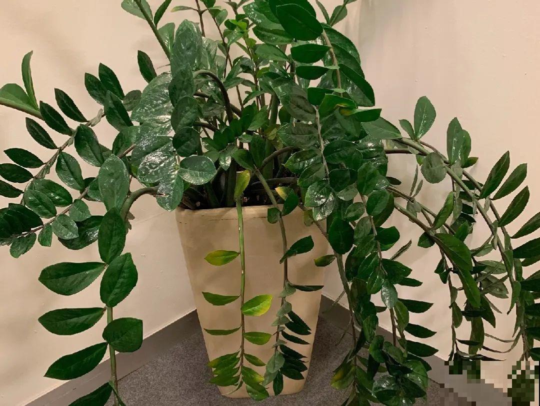 24种植物“净化器”,每个房间养一盆,太值了! 24种植物“净化器”,每个房间养一盆,太值了!