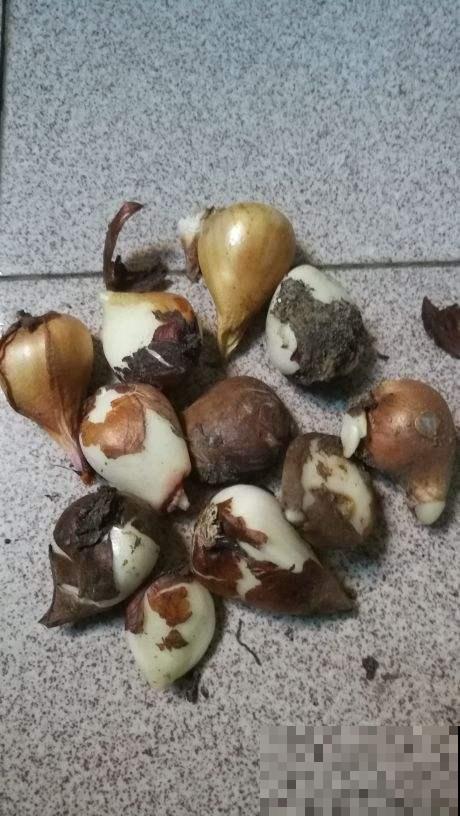 种球开完花,要好好养护,才能继续养大 种球开完花,要好好养护,才能继续养大