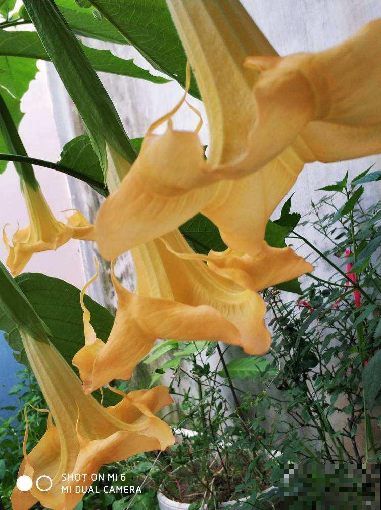 秋高气爽,出门游玩离这些花远点,尤其是孩子 秋高气爽,出门游玩离这些花远点,尤其是孩子