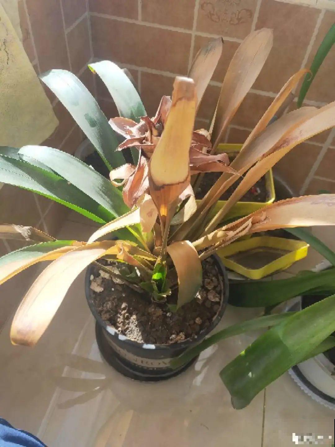 一次性的花，秋天开完就扔了，别浪费时间！