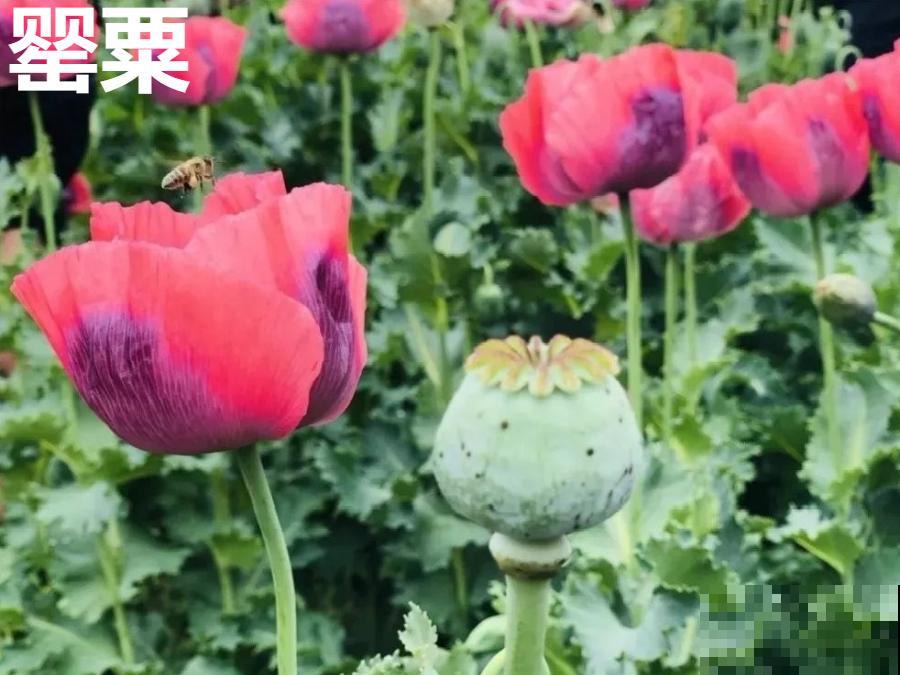 罂粟花不能随便种,私自种植,就得薅光 罂粟花不能随便种,私自种植,就得薅光
