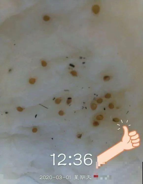 西红柿、玉米……埋土里，7天长成小森林，结出果子一大筐！