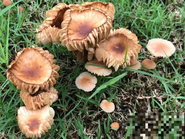 20种毒蘑菇，遇到千万别碰，贪吃必送医院！