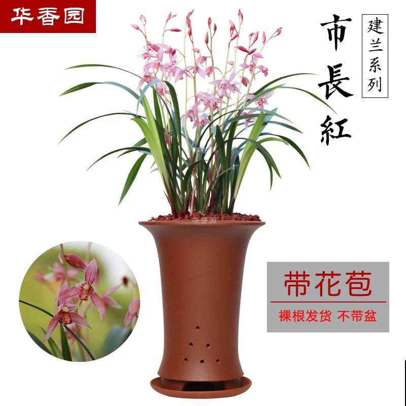 兰花入手的最佳时期,选这6个品种,便宜好活开花勤! 兰花入手的最佳时期,选这6个品种,便宜好活开花勤!