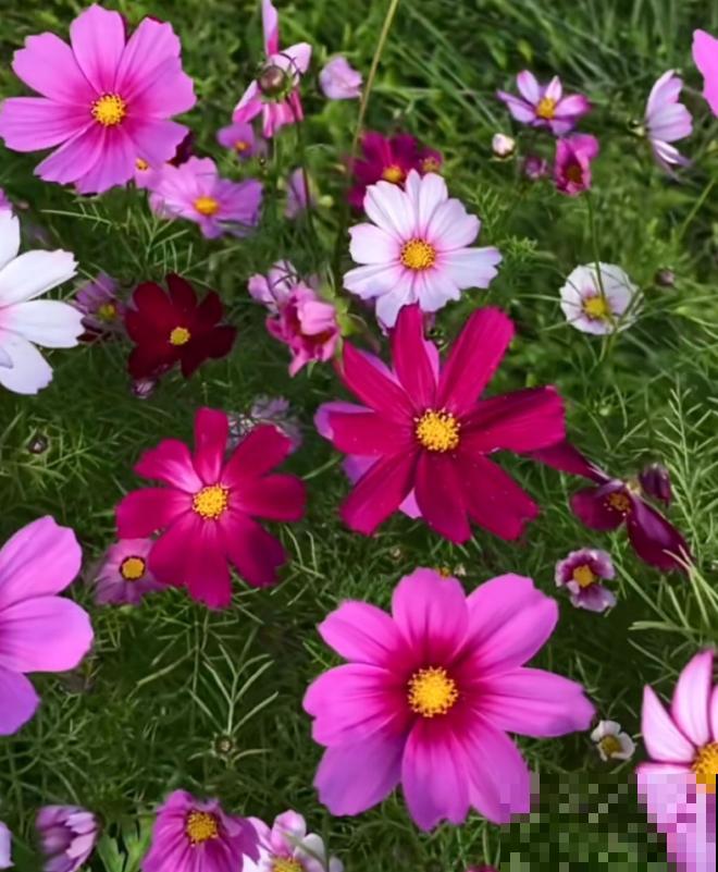 家花与野花的区别，一个娇贵、一个强悍，你更喜欢哪一种？