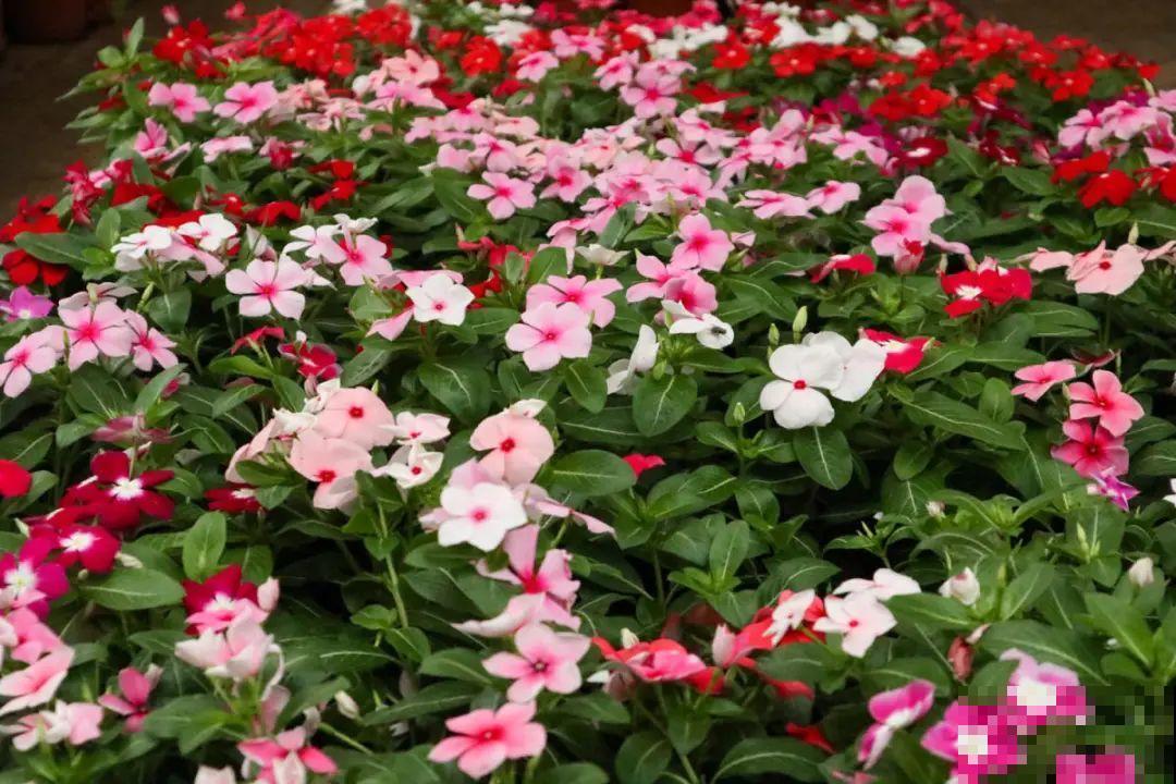 9月后就养这些花,比绿萝好养,疯狂开花到明年! 9月后就养这些花,比绿萝好养,疯狂开花到明年!