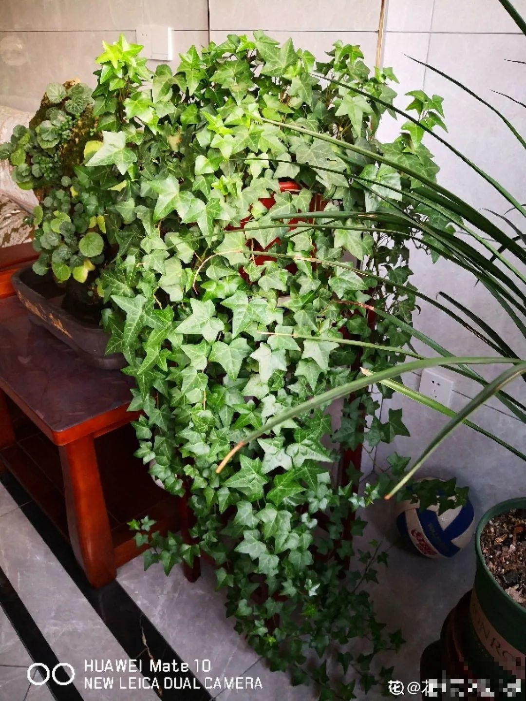 龟背竹是“吸废气”高手，家里放一盆，门窗紧闭也能空气清新！