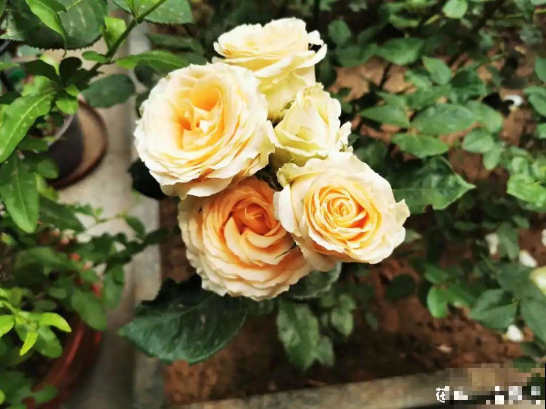 24种植物“净化器”,每个房间养一盆,太值了! 24种植物“净化器”,每个房间养一盆,太值了!