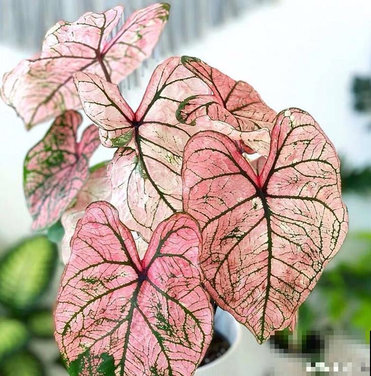 5种网红植物，叶子粉粉嫩嫩，耐阴又好养！