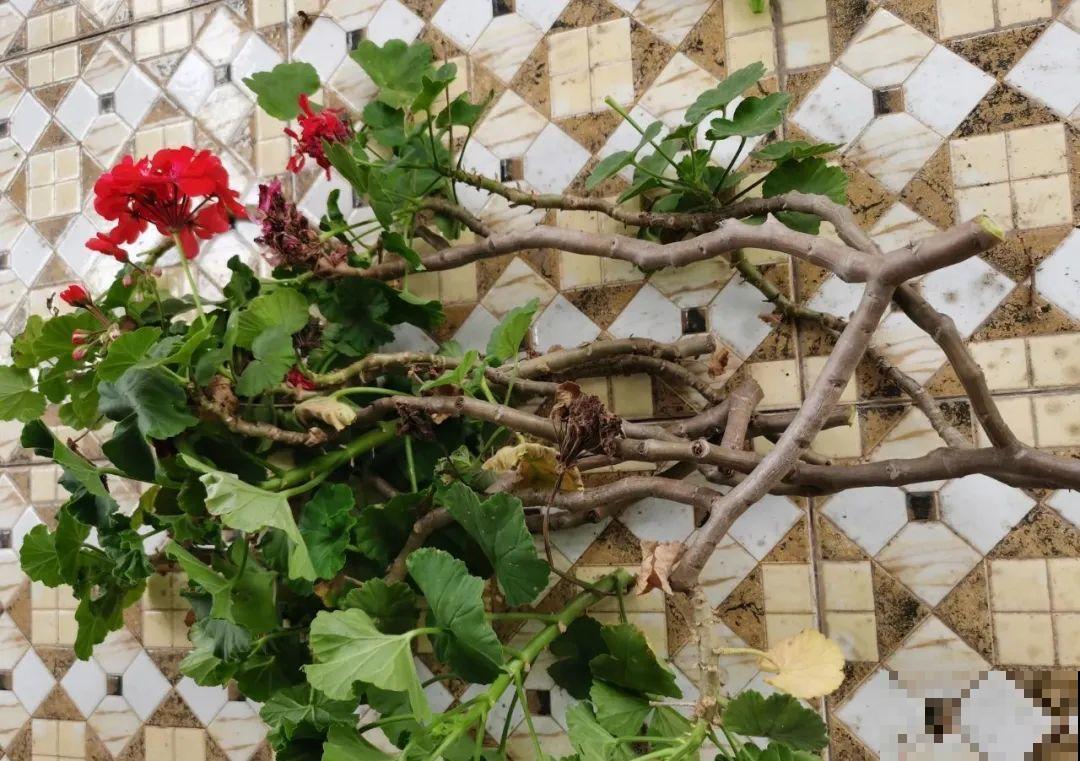 都说秋天不能剪，我却狠心剪秃头，对不对？