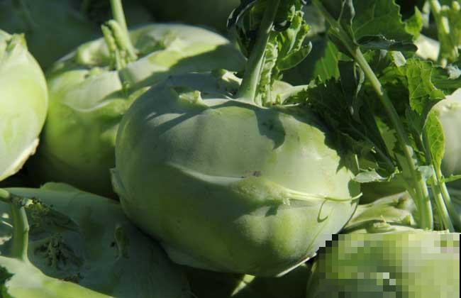 农村常见的“撇拉疙瘩”,炒菜凉拌都好吃,现在见得少 农村常见的“撇拉疙瘩”,炒菜凉拌都好吃,现在见得少