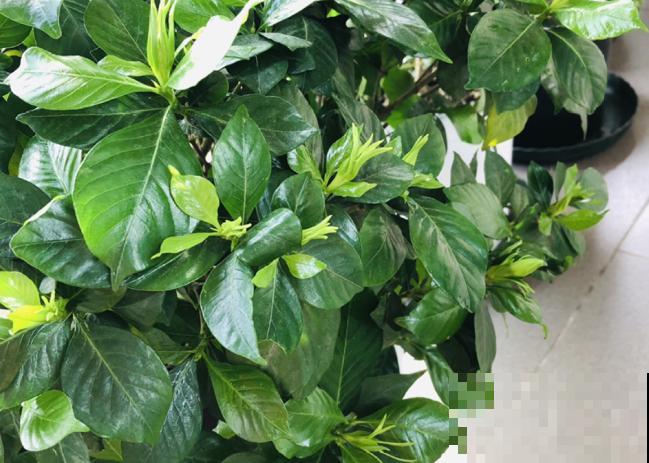 家里有这4种花，现在千万别修剪，剪了就不开花了！