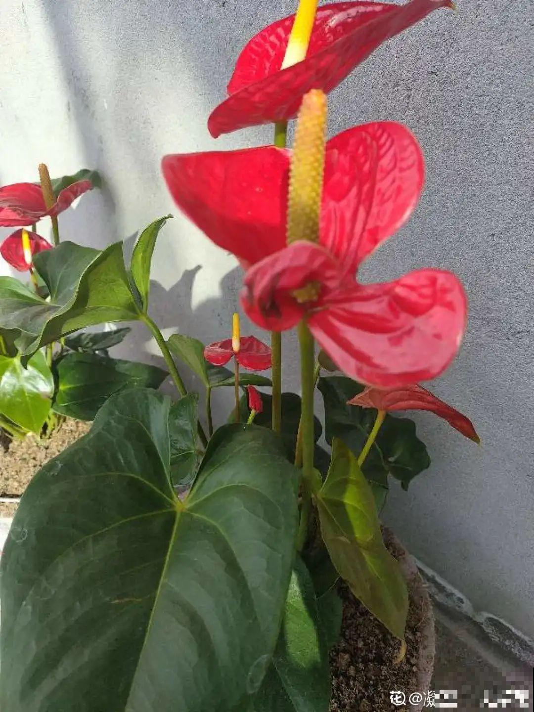 花堆成山,捡到手软,大麻袋都装不下了! 花堆成山,捡到手软,大麻袋都装不下了!